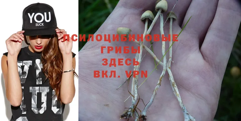 Галлюциногенные грибы Psilocybine cubensis  Бирюсинск 